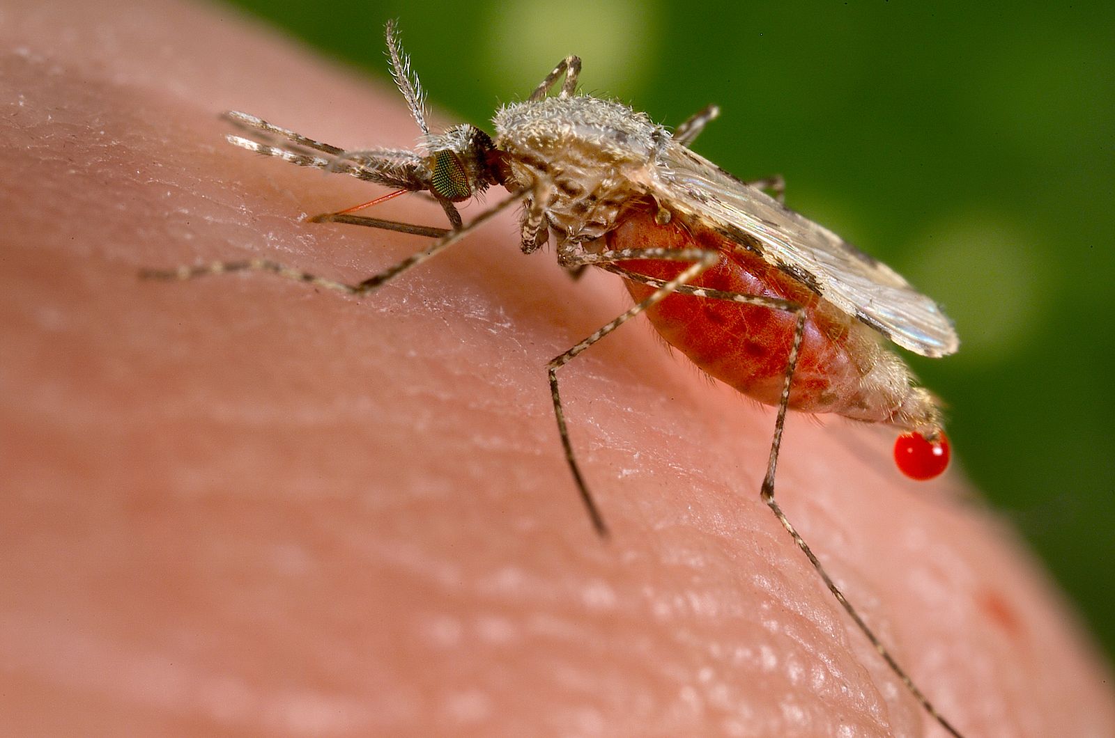 An Anopheles stephensi mosquito feeding on blood from a human host
