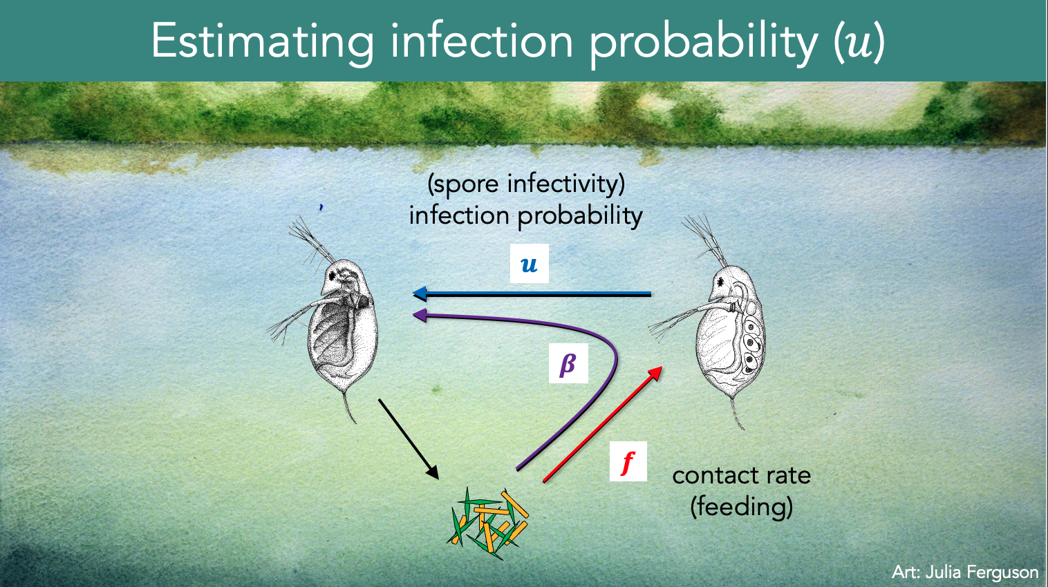 A presentation slide showing the Metschnikowia bicupidata fungal pathogen life cycle inside Daphnia hosts on top of a watercolor background of a lake