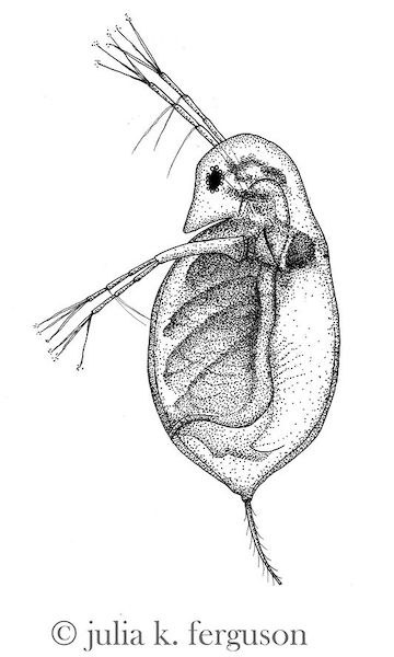 A black and white ink drawing of a Daphnia infected with a fungal pathogen that makes it darker and cloudier