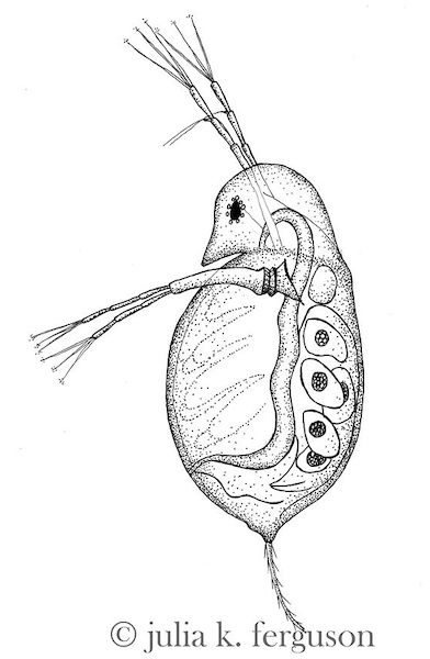 A black and white ink drawing of an uninfected Daphnia that is very clear and transparent