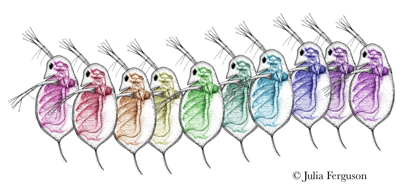 Daphnia with their internal organs tinted in colors lined up to  make a rainbow
